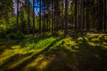 Moody sunny scenic meadow in forest in Jeseniky, hill Serak, Ramzova, Czech Republic