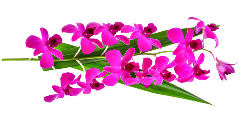 Fototapeta na wymiar Purple Orchid on white background
