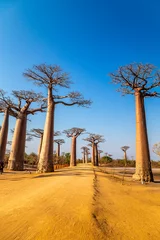 Foto op Aluminium Avenue van de Baobabs in de buurt van Morondova, Madagaskar. © Christian