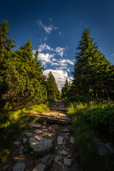 Obraz premium Narrow rocky path in the green forest from Serak to Velky Keprnik, Jeseniky, Czech Republic