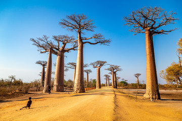 Young boy by the Avenue of the Baobabs near Morondova, Madagascar.