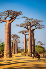 Horse carts on the Avenue of the Baobabs near Morondova, Madagascar.