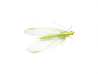 Common green lacewing Chrysoperla carnea on white background