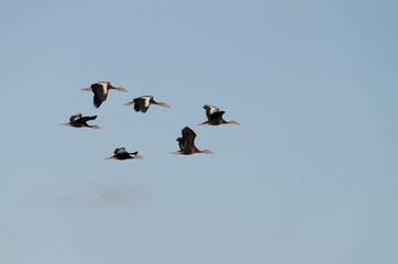 Six Black-Bellied Whistling Ducks in flight