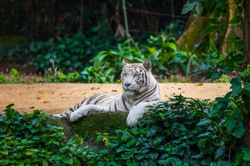 Fototapeta na wymiar White bengal tiger with blue eyes lying among green plants in the zoo