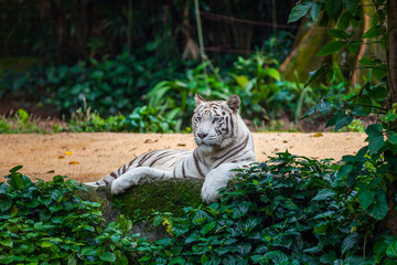 White bengal tiger with blue eyes lying among green plants in the zoo