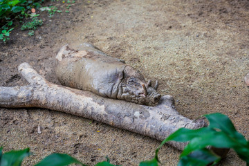 Small dirty warthog lying near the tree trunk in the zoo