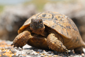 Tortoise on the ruins of the ancient town Tripolis on the Meander, Turkey
