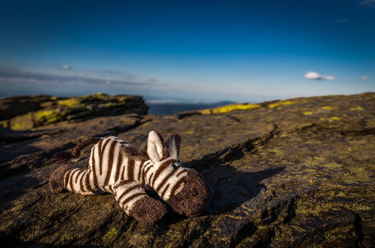 Toy stuffed Zebra lying on rock on top of Velky Keprnik with dark blue sky in Jeseniky, Serak, Czech Republic