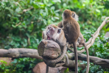 Surprised monkey with 2 monkeys sitting behind her on the liana in the zoo