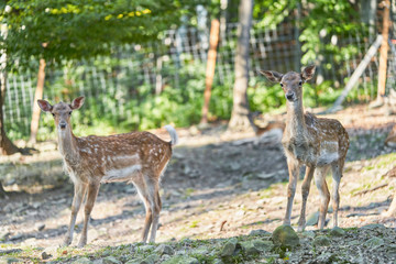 Naklejka na ściany i meble Fallow deers in natur park.