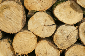 Naklejka premium Pile of wood logs ready for winter.