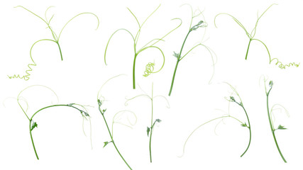 Green ivy plant  isolated on gray background, clipping path