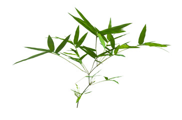 bamboo isolated on gray background with clipping path
