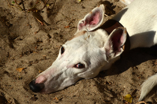 White Podenco mix dog laus in sand looking at camera