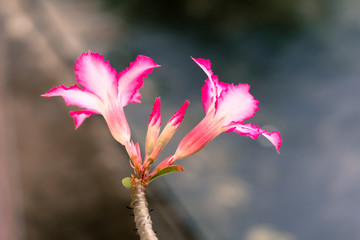 Pink Azalea flowers, blurred background