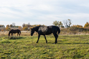 Fototapeta na wymiar Autumn landscape with Horses grazing