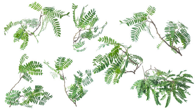 Tamarind leaves isolated on white background with clipping path..