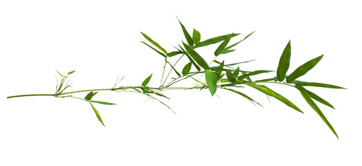 bamboo isolated on gray background with clipping path
