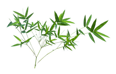 bamboo isolated on gray background with clipping path