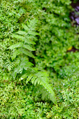 Green moss texture closeup