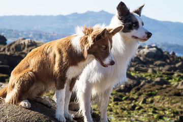 border collie dogs couple on the beach