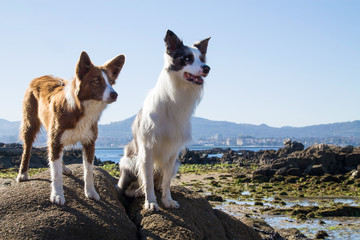 border collie dogs couple on the beach