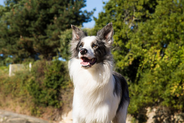 portrait of border collie dog on the beach