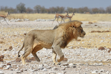 Mähnenlöwe (panthera leo) im Etosha Nationalpark in Namibia