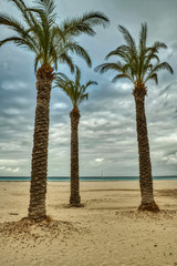 Palms of San Vito Lo Capo