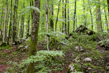 Path through forest to the Savica waterfall in Triglav national park - Slovenia