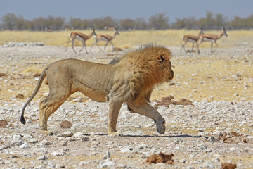 Mähnenlöwe (panthera leo) im Etosha Nationalpark in Namibia