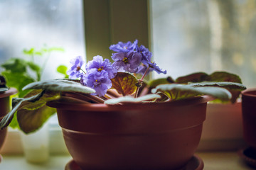 Violet flower in a pot on the windowsill