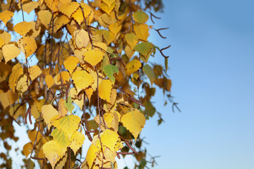 Yellow leaves and branches of birch against the blue sky in the autumn
