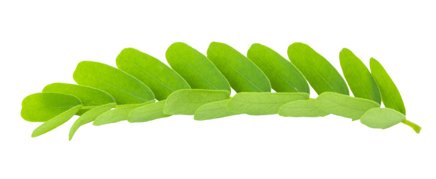 Tamarind leaves isolated on gray background with clipping path.