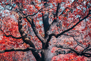 Fantasy old oak with red foliage in an autumn park.