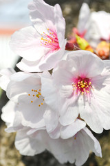 Cherry blossom flowers close up