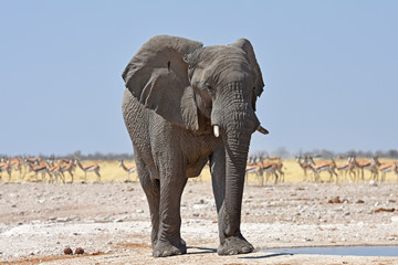 Fototapeta na wymiar Elefantenbulle (loxodonta africana) am Wasserloch Gemsbokvlakte im Etosha Nationalpark in Namibia