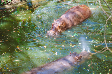 Group of two hippopotamus swimming in the water in the zoo, Thailand