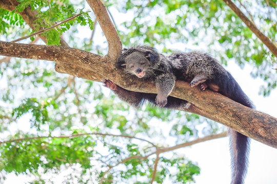 Cute lazy binturong or bear cat lying on the tree branch in the zoo