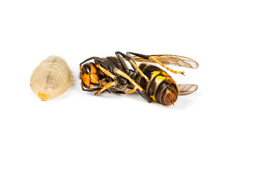 Dead asian hornet with larvae macro in white background