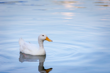 white duck swimming