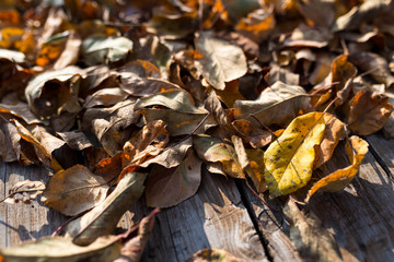 Dried yellow apple leaves on rustic pine table close up shot.