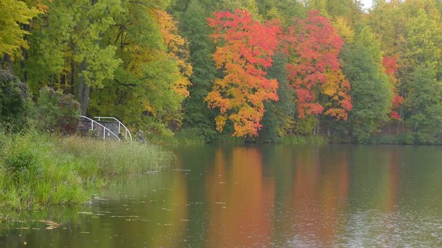 20401_The_beautiful_orange_and_green_leaves_of_the_tree_in_Rapina_Estonia.mov
