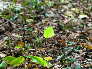 green leaf of sprout in autumn leaf litter