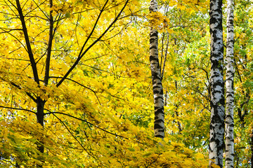yellow leaves of maple tree and birch trunk