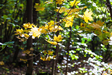 yellow maple leaves illuminated by sun in forest