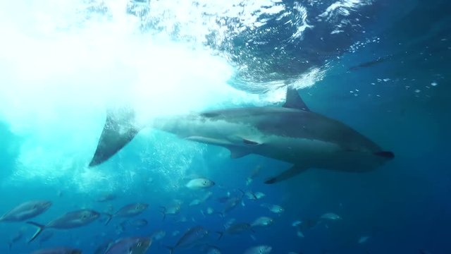 Great white shark attacking the bait, Neptune Islands, South Australia.