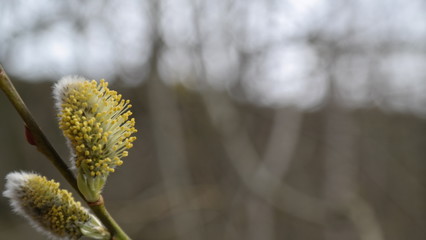 Blüten