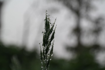 Gräser mit Regentropfen